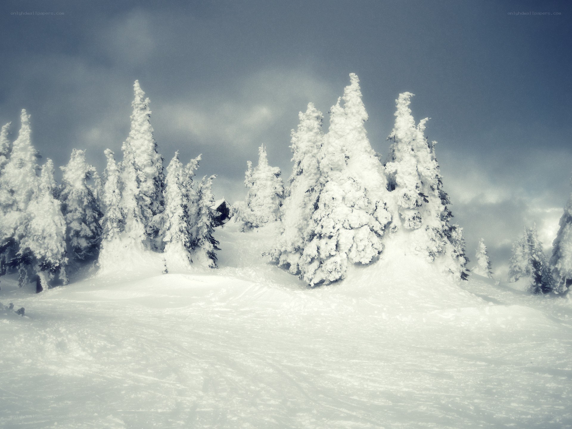 snow-covered trees in winter
