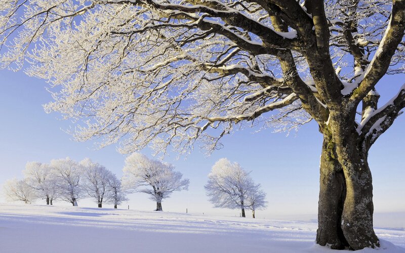 Snow-covered trees in winter