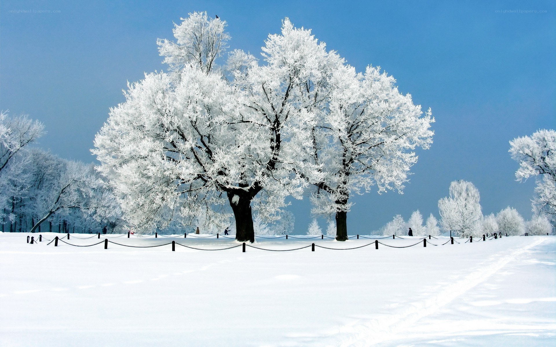 Snow-covered trees in winter