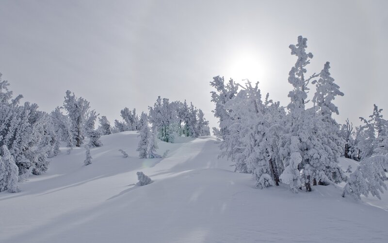 Snow-covered trees in winter