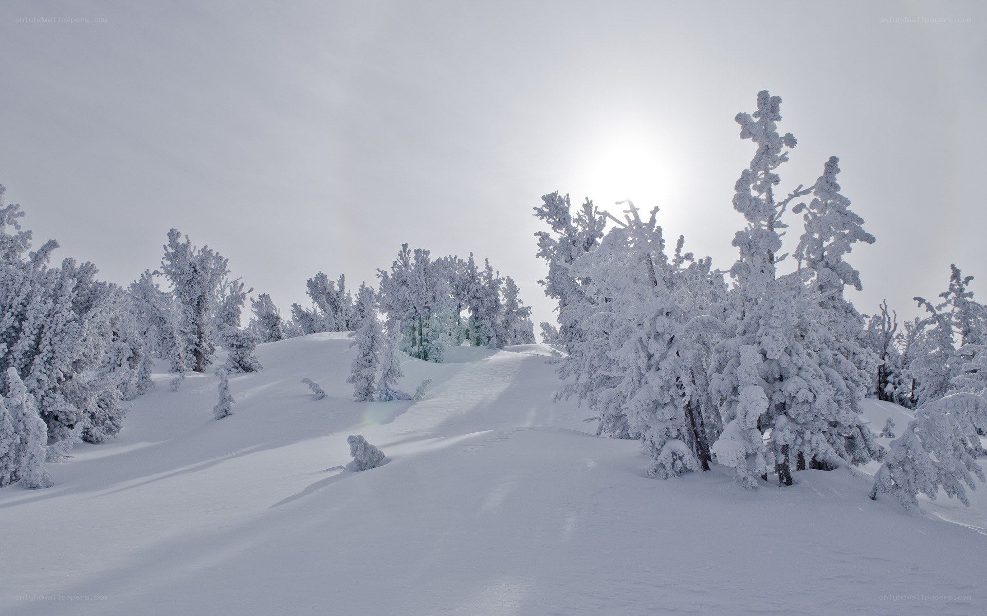 Snow-covered trees in winter