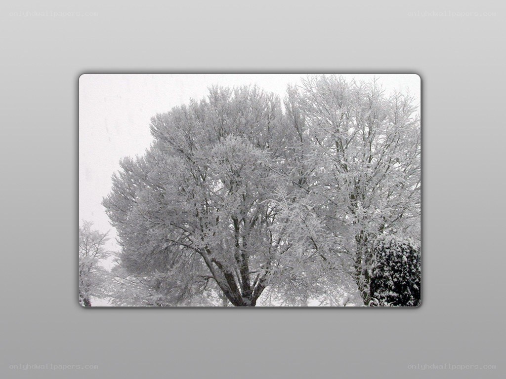 snow-covered trees in winter
