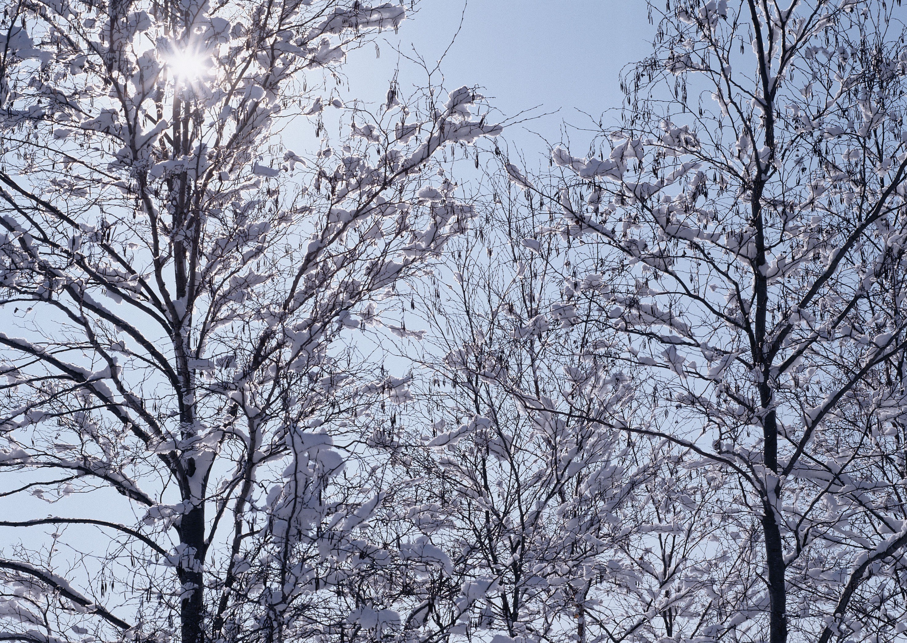 Snow-covered trees in winter
