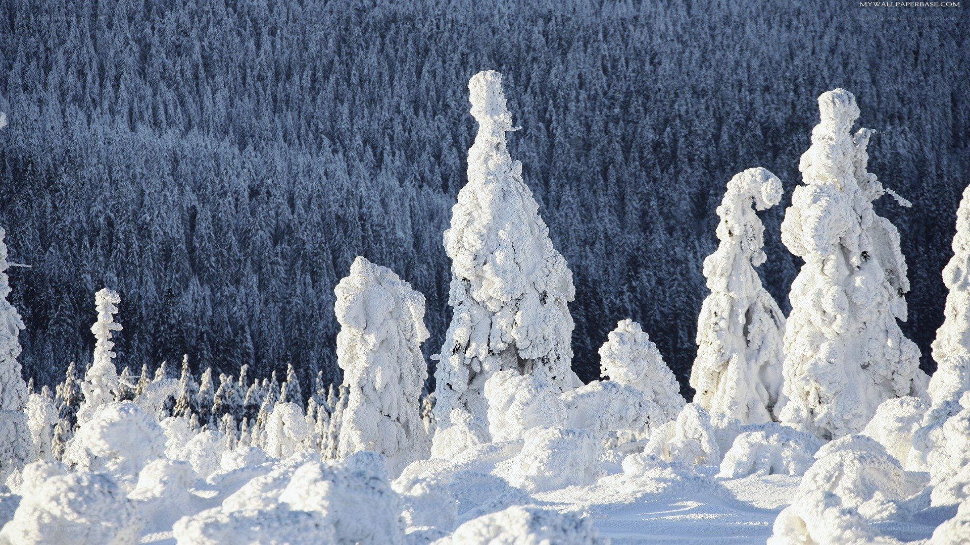 Snow-covered trees in winter