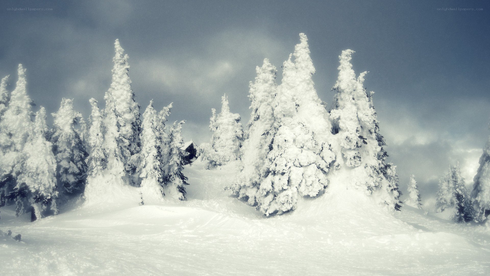 snow-covered trees in winter