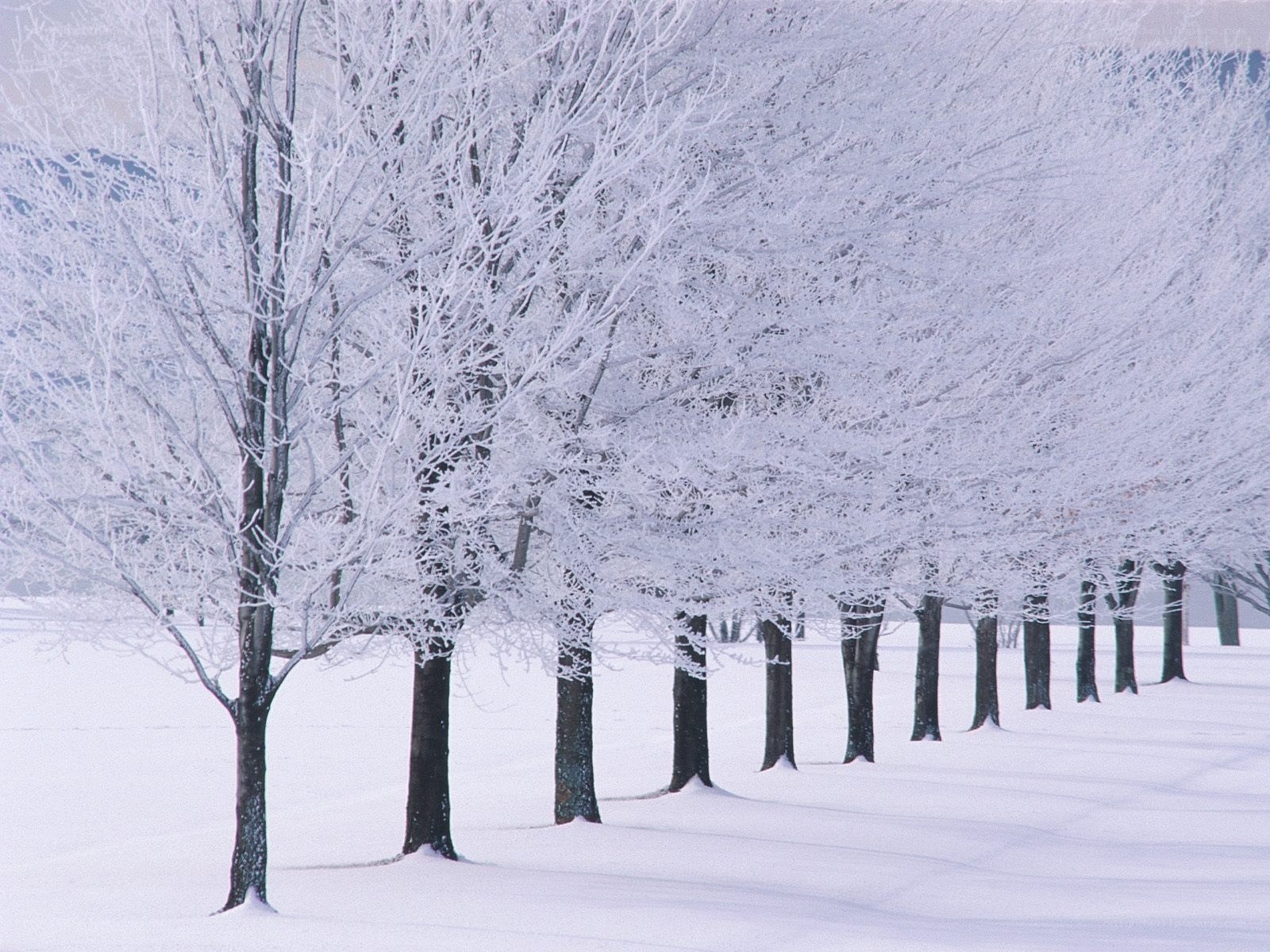 Snow-covered trees in winter
