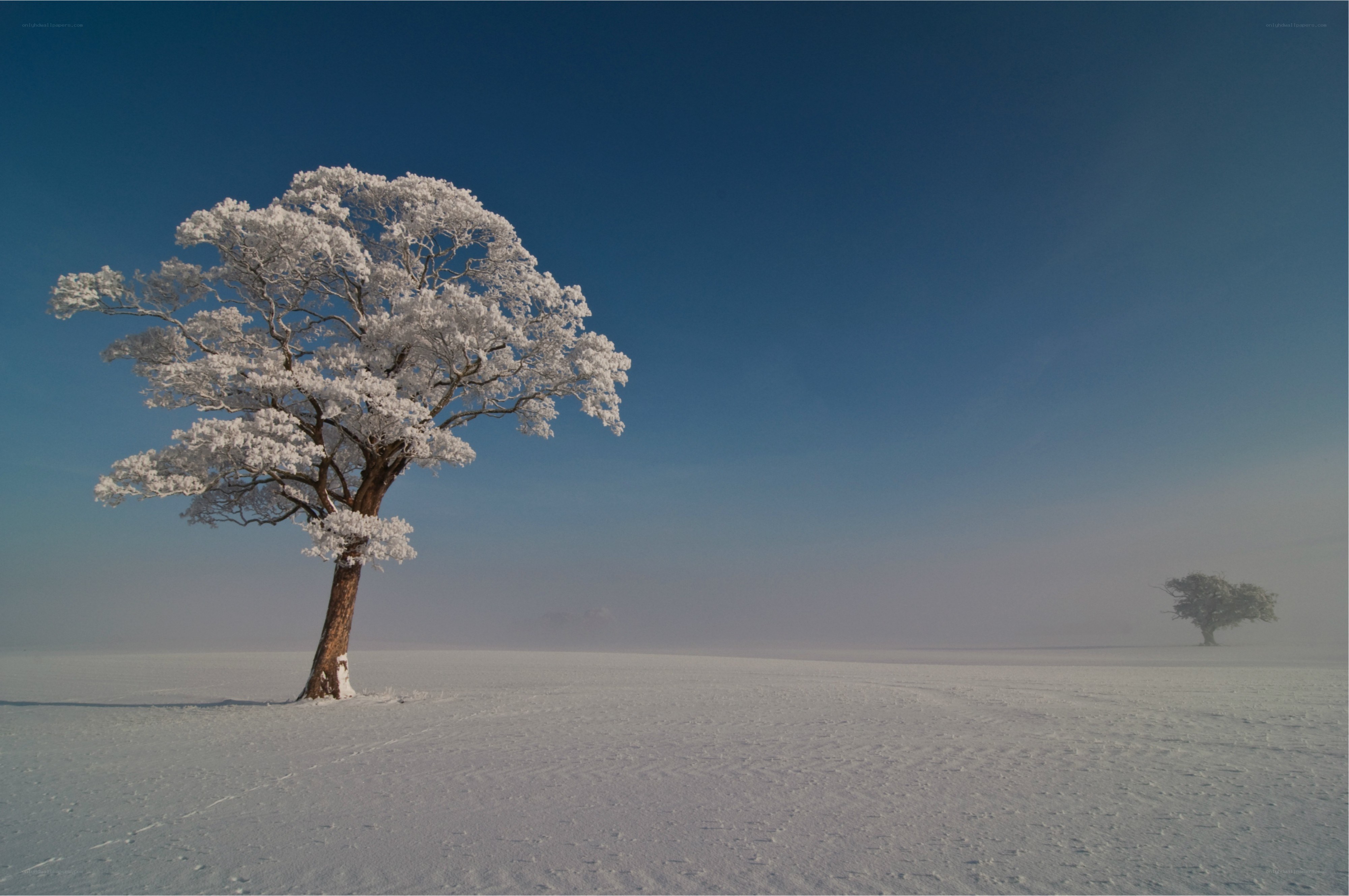 Snow-covered trees in winter
