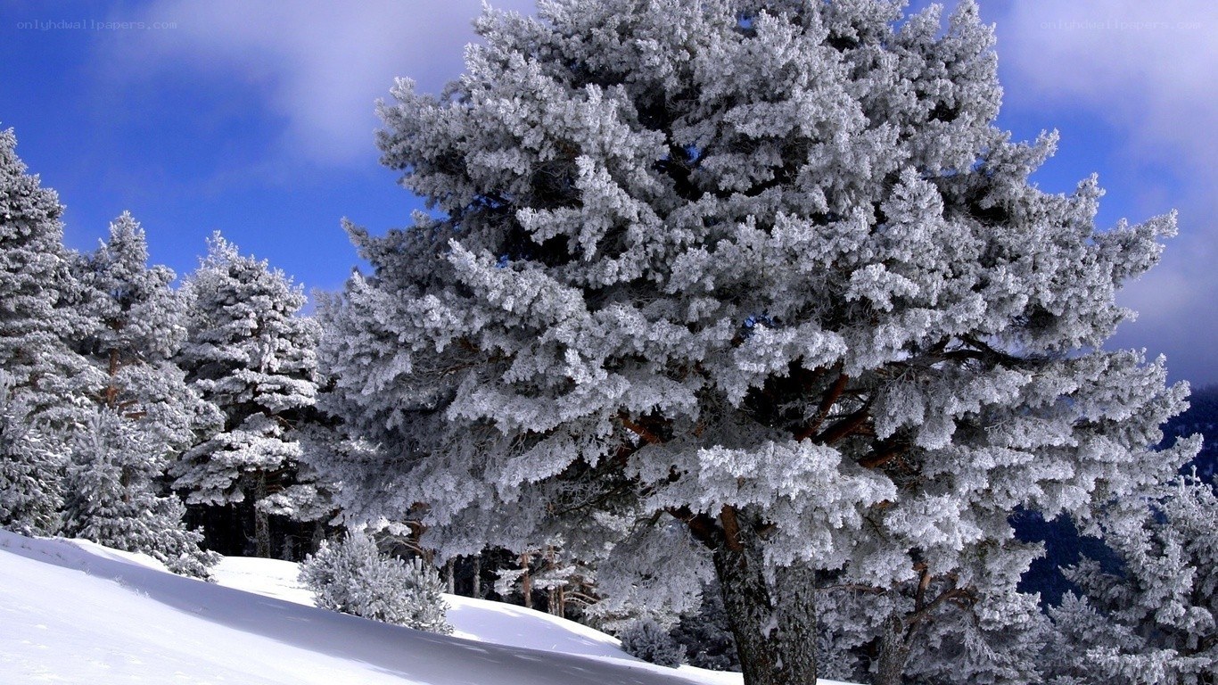 Snow-covered trees in winter