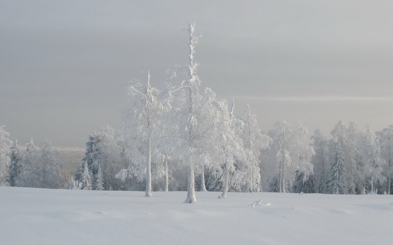 snow-covered trees in winter