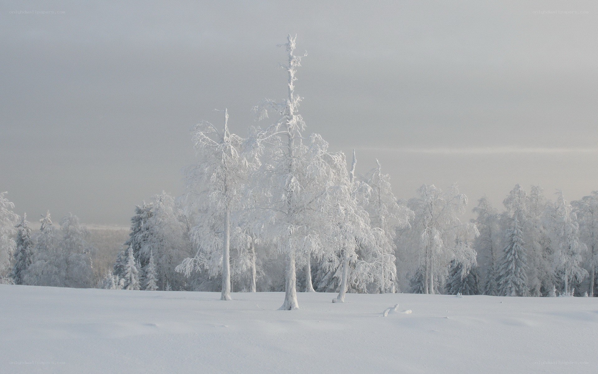 snow-covered trees in winter