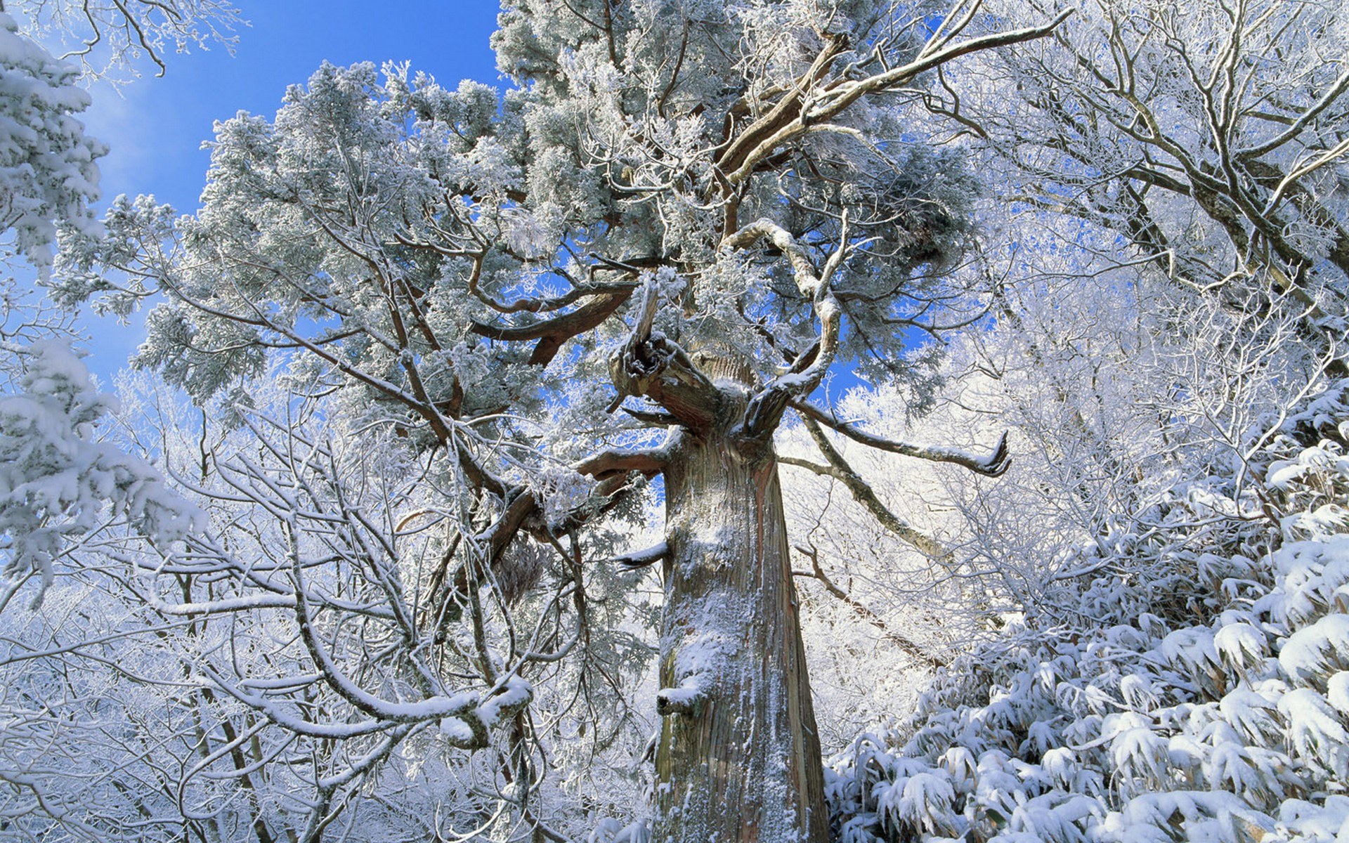 Snow-covered trees in winter