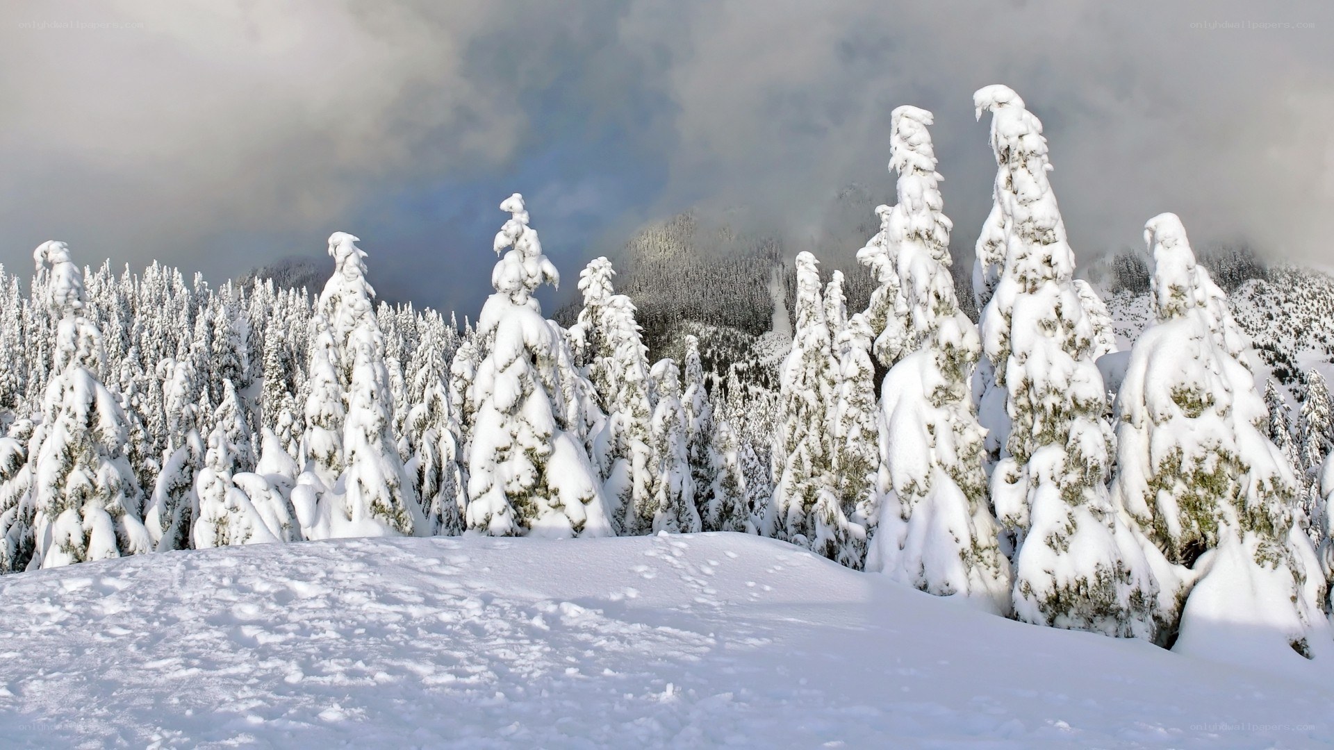 snow-covered trees in winter