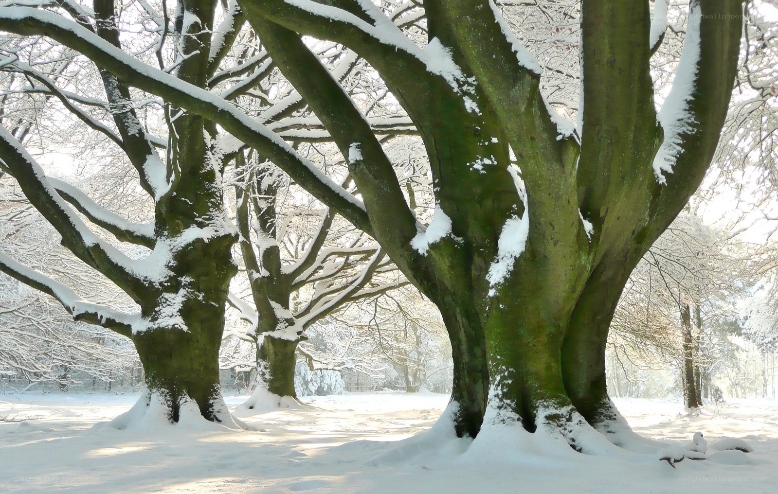 Snow-covered trees in winter