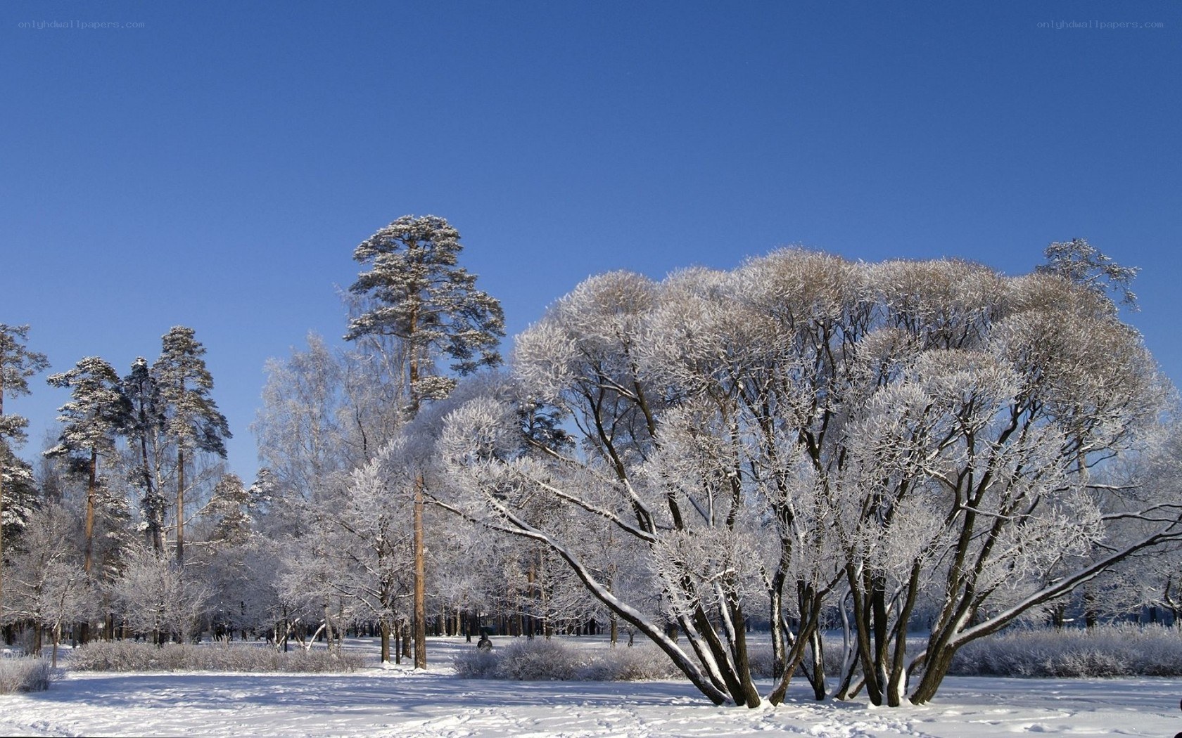 Snow-covered trees in winter