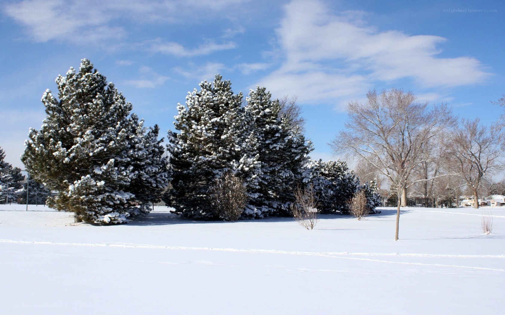 snow-covered trees in winter