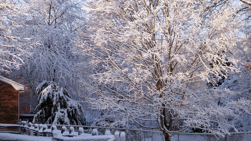 Snow-covered trees in winter