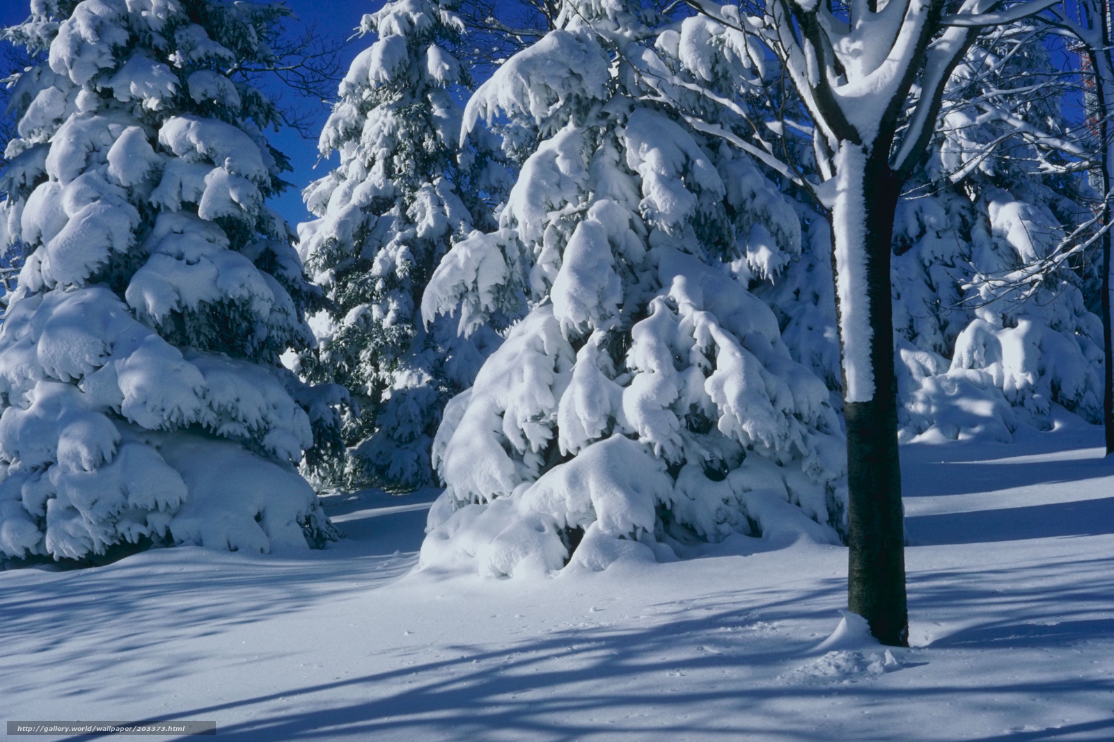 Snow-covered trees in winter