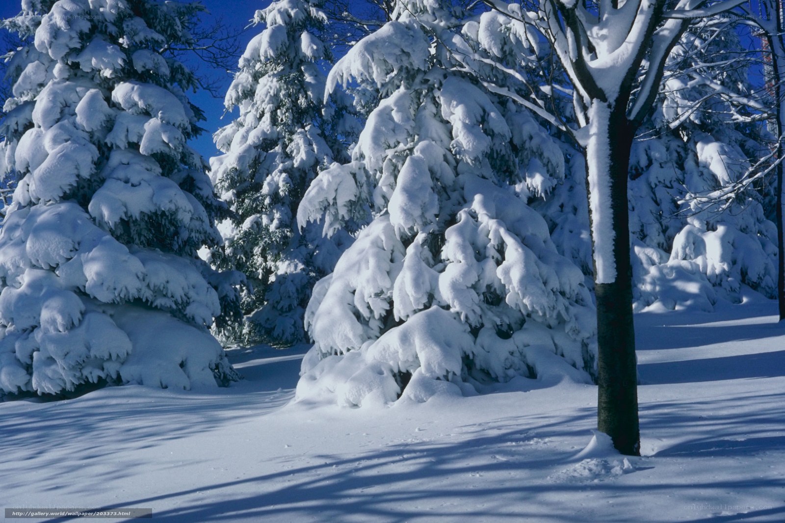 Snow-covered trees in winter