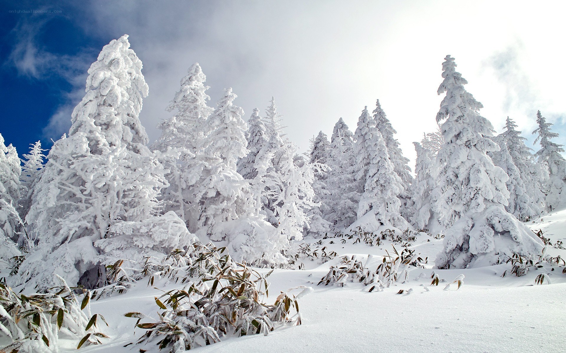 Snow-covered trees in winter