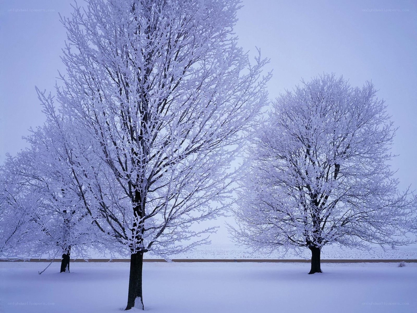 Snow-covered trees in winter