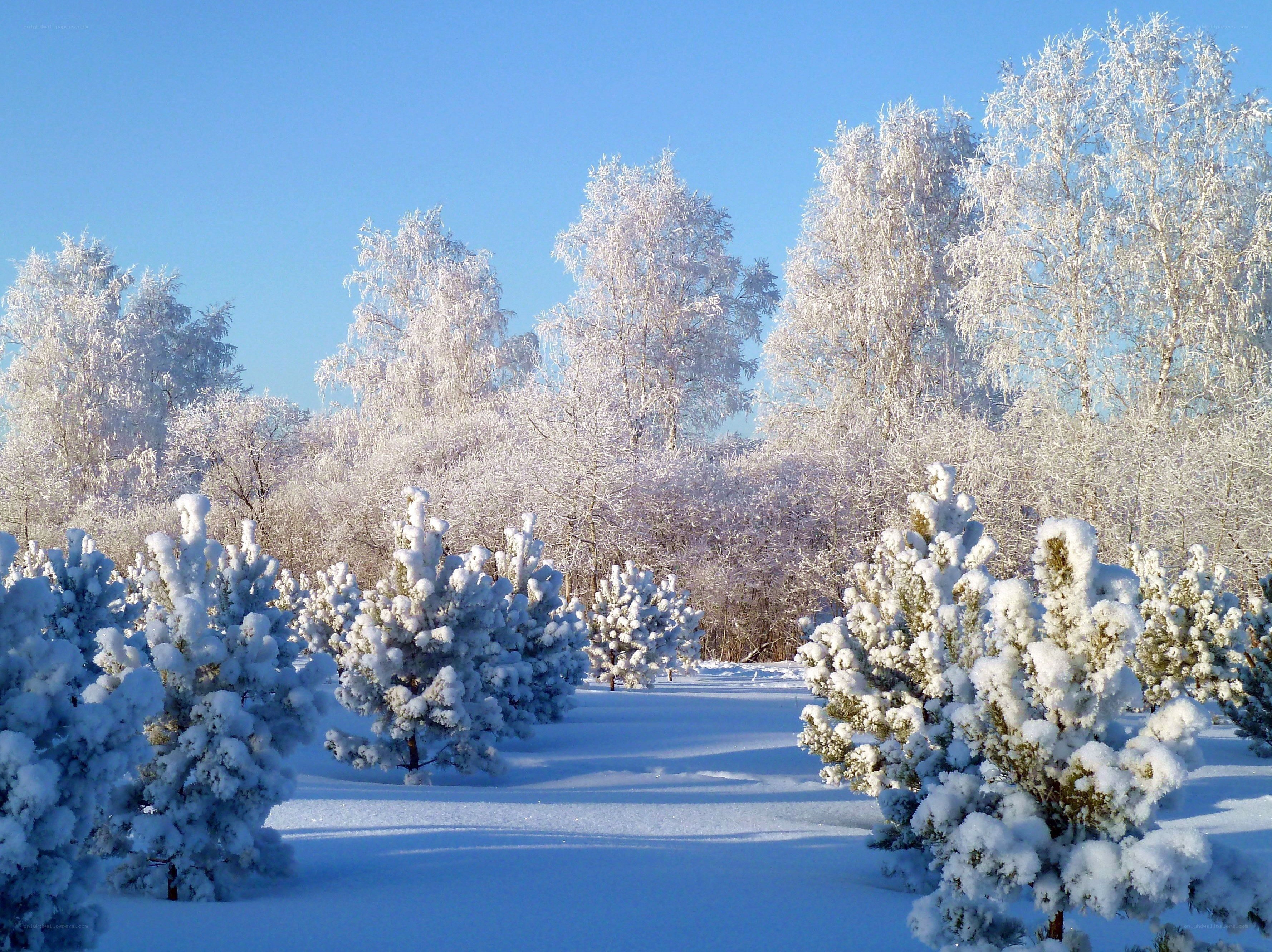 Snow-covered trees in winter