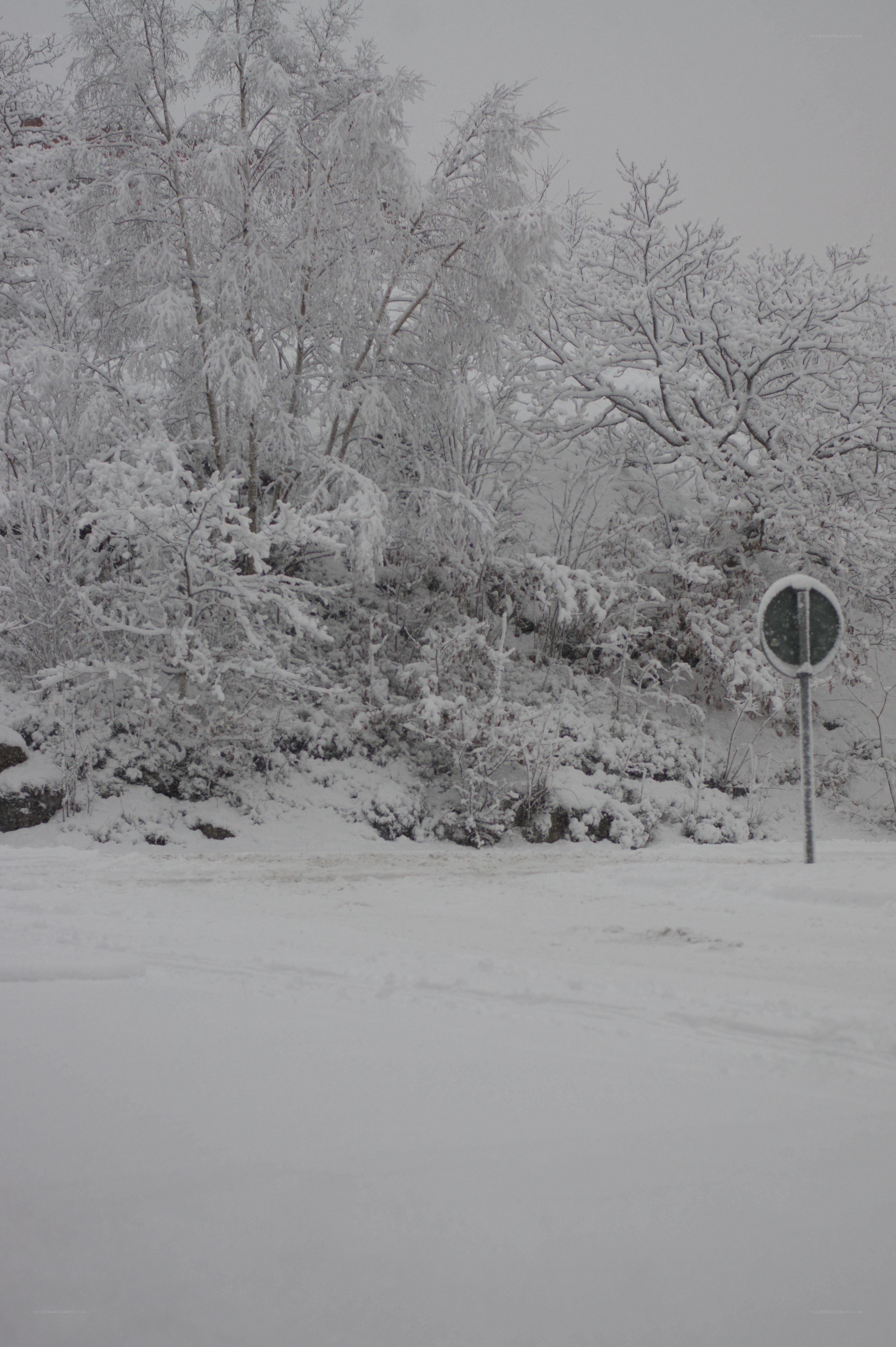 snow-covered trees in winter