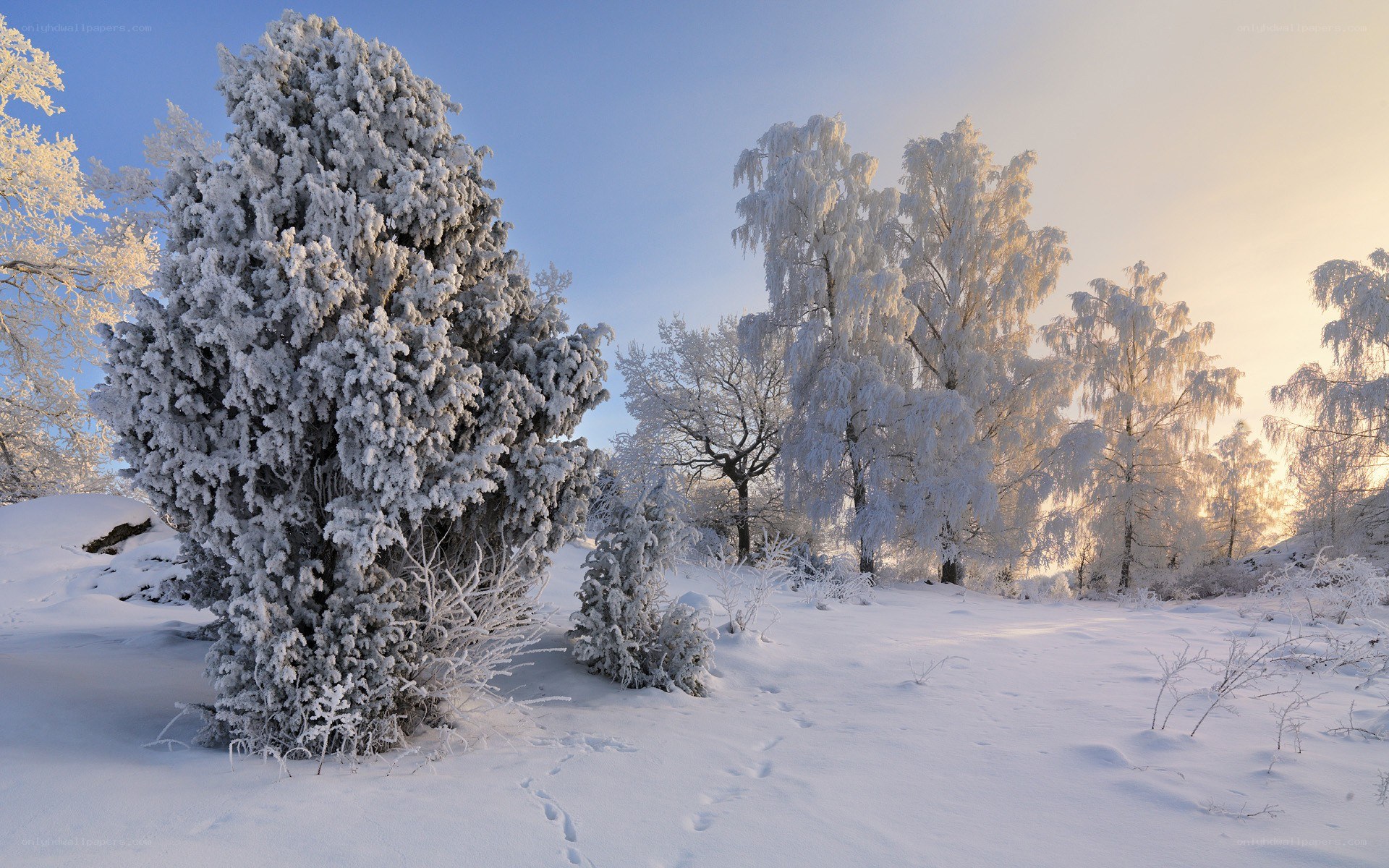 Snow-covered trees in winter
