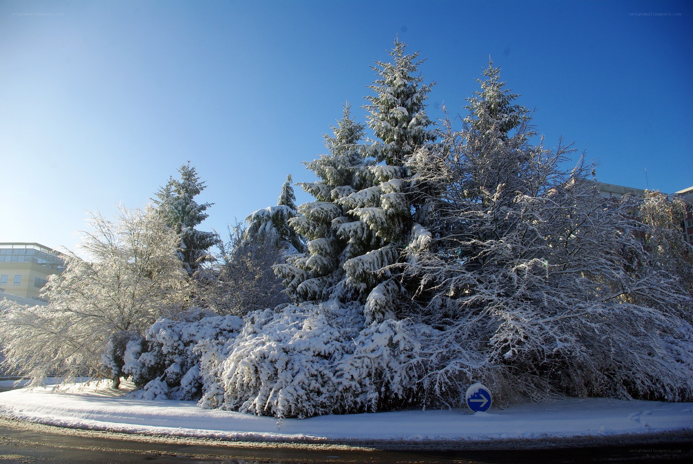 Snow-covered trees in winter