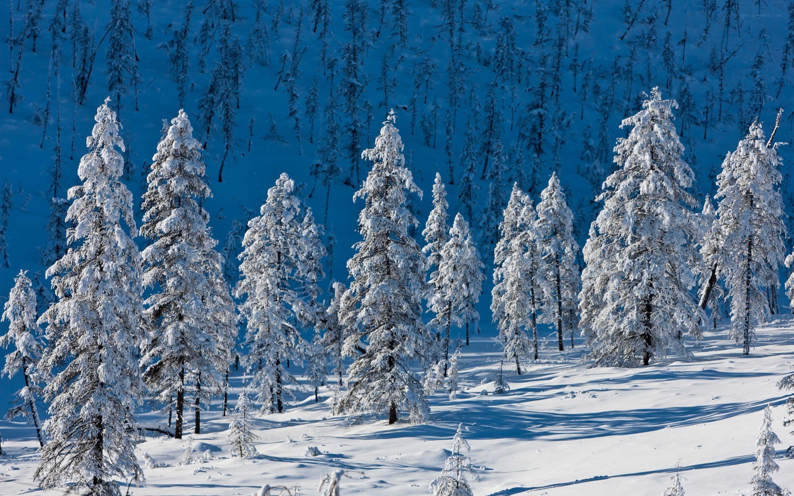 Snow-covered trees in winter