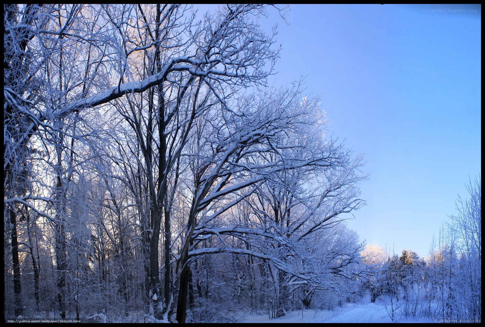 Snow-covered trees in winter