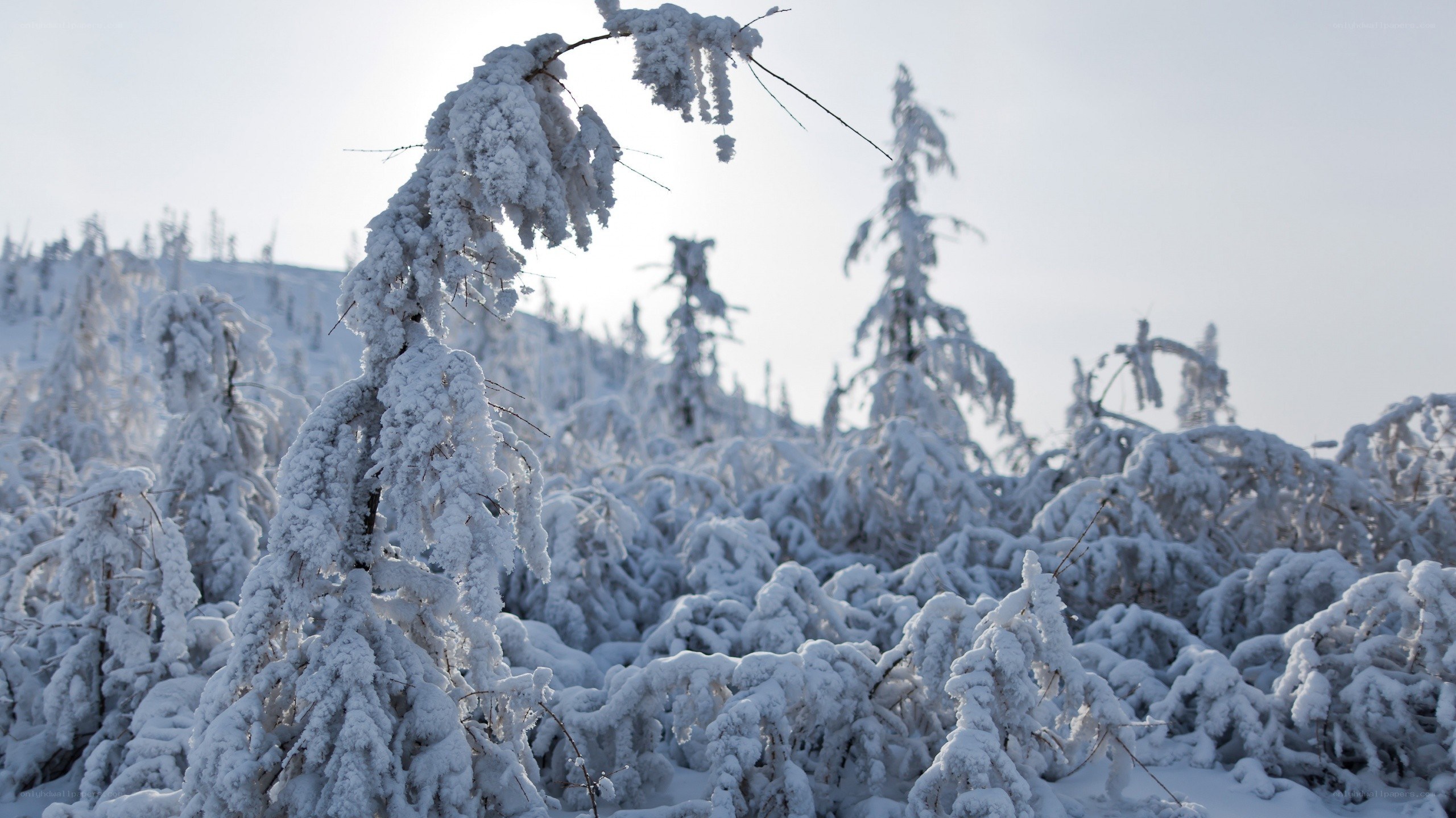 Snow-covered trees in winter