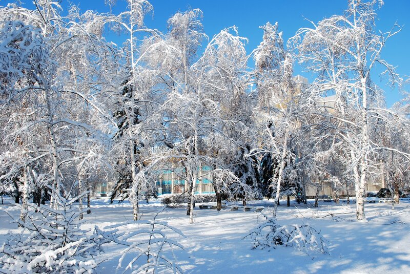 Snow-covered trees in winter