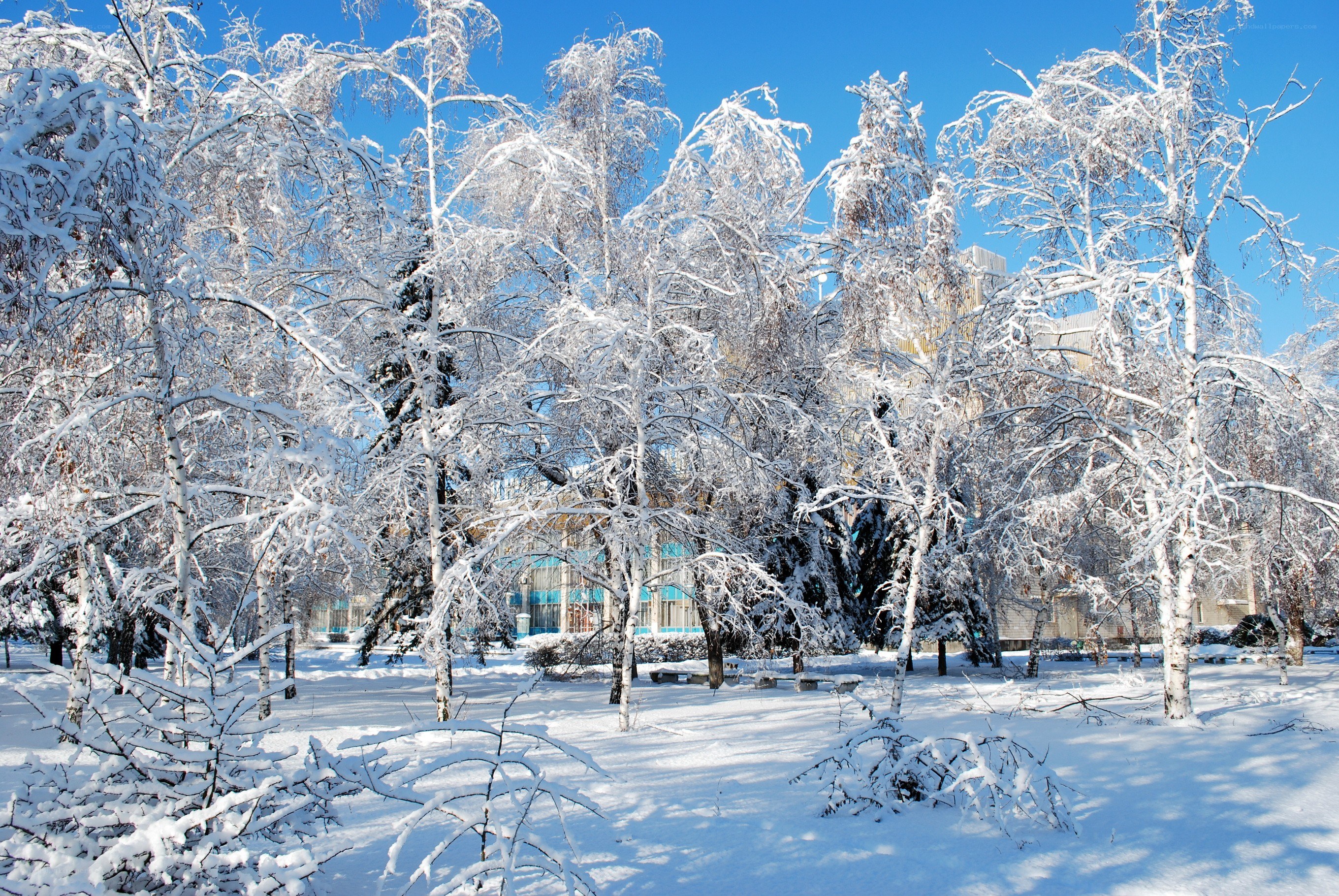 Snow-covered trees in winter