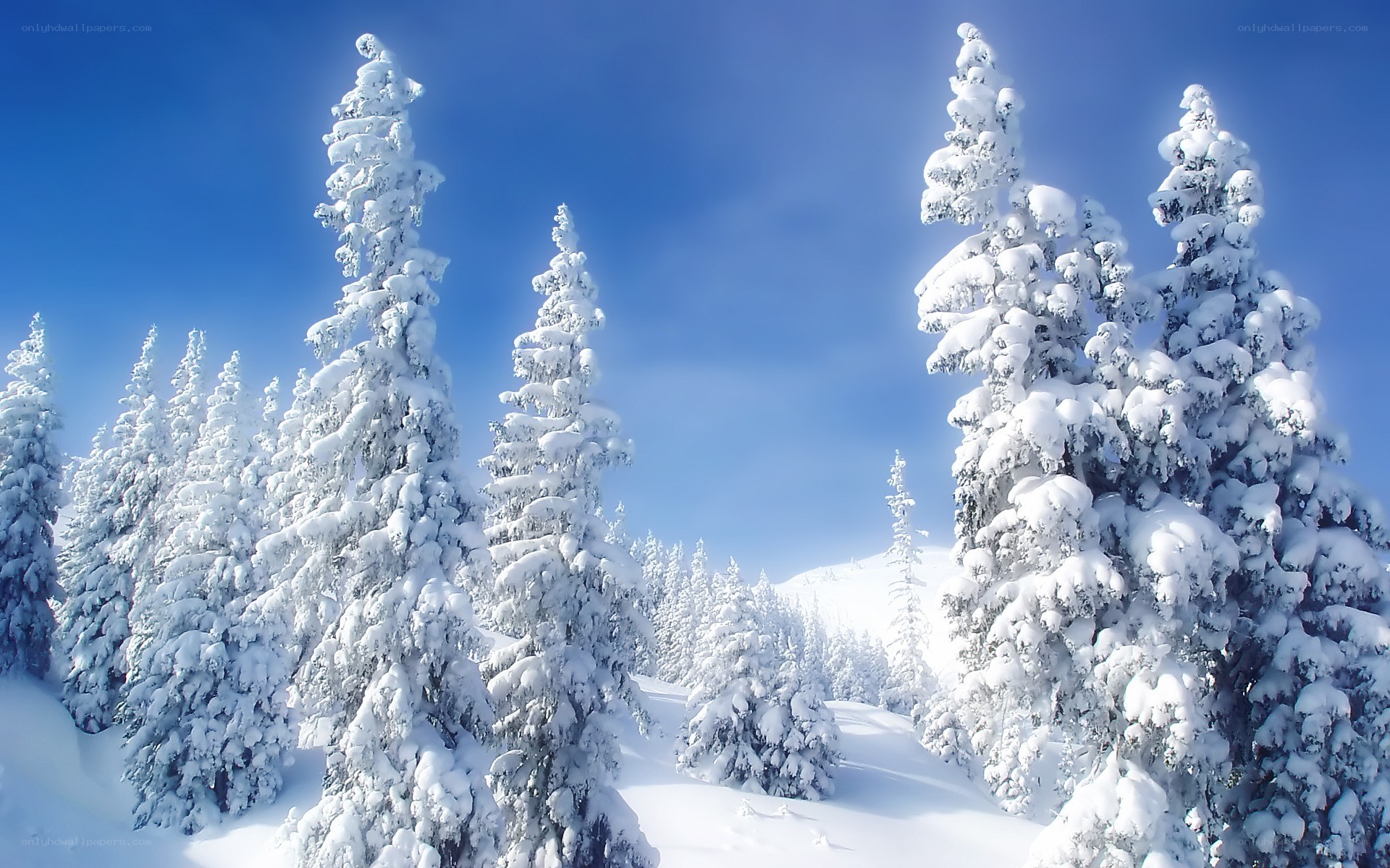 Snow-covered trees in winter