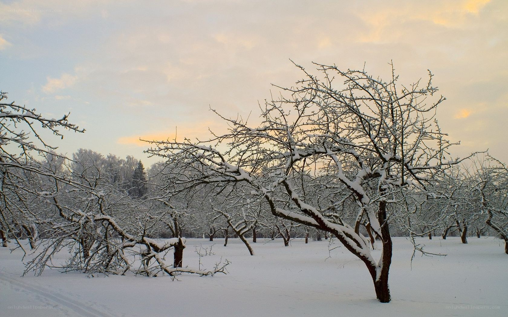 Snow-covered trees in winter