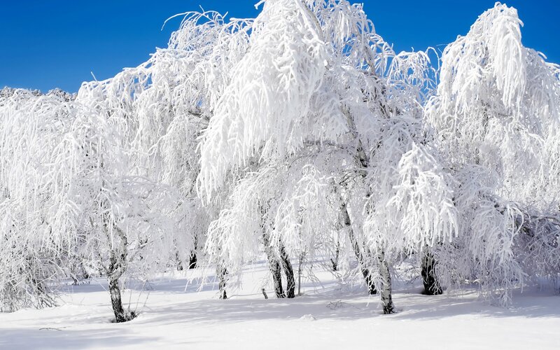 Snow-covered trees in winter