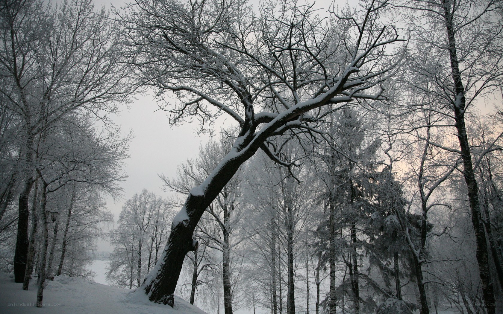 Snow-covered trees in winter