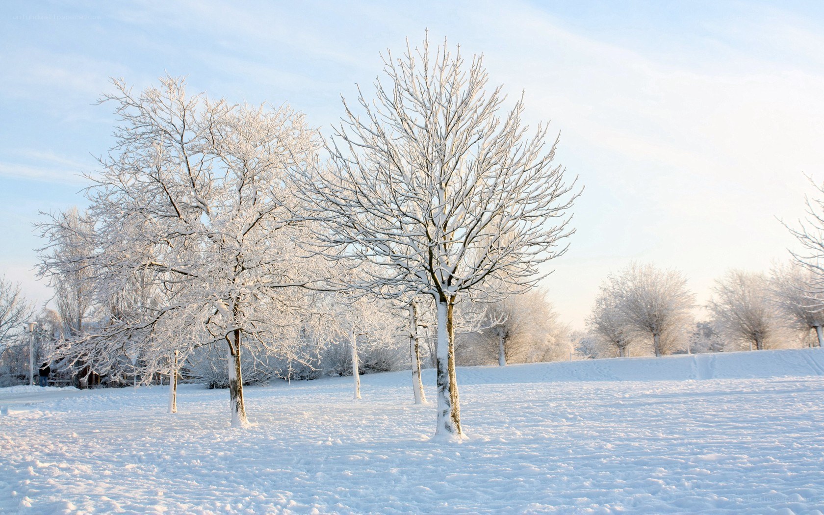Snow-covered trees in winter