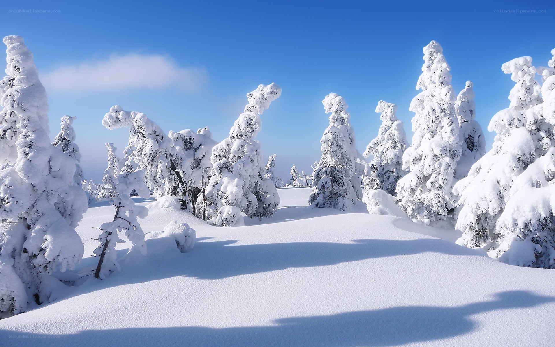 Snow-covered trees in winter