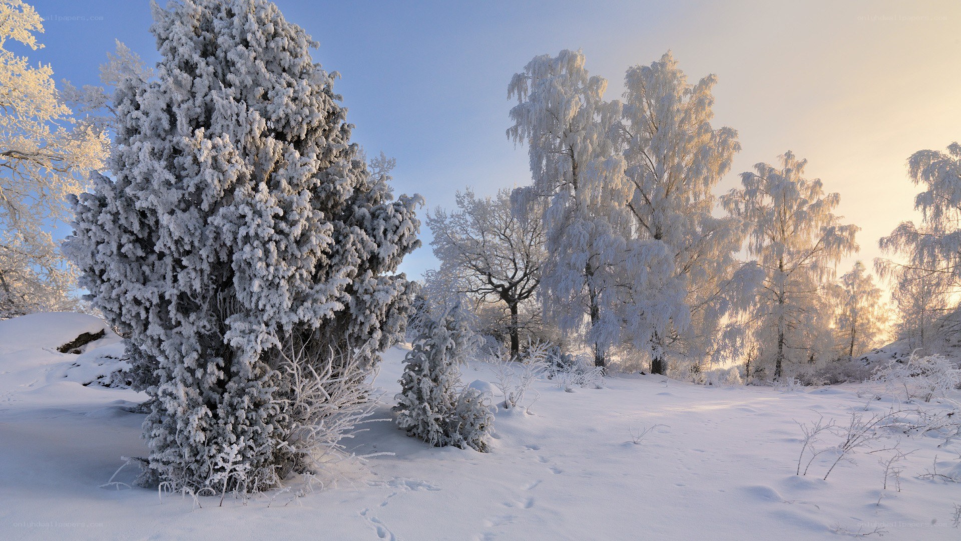 Snow-covered trees in winter