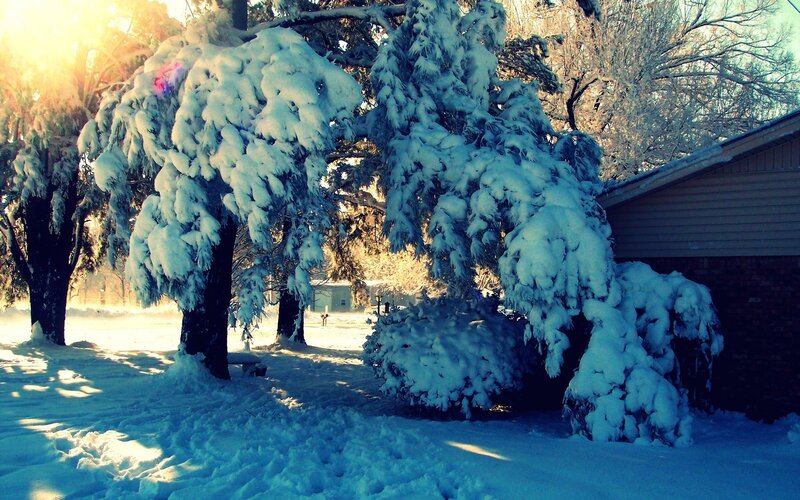 Snow-covered trees in winter