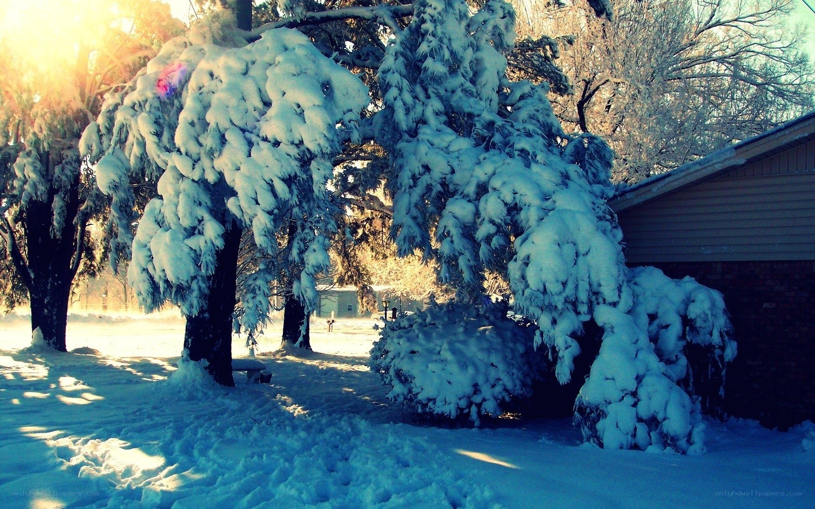 Snow-covered trees in winter