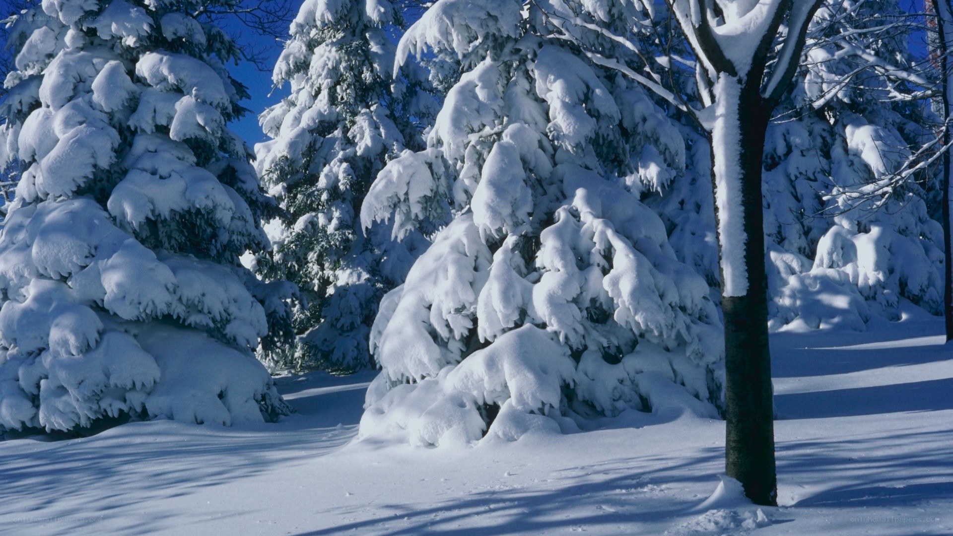Snow-covered trees in winter