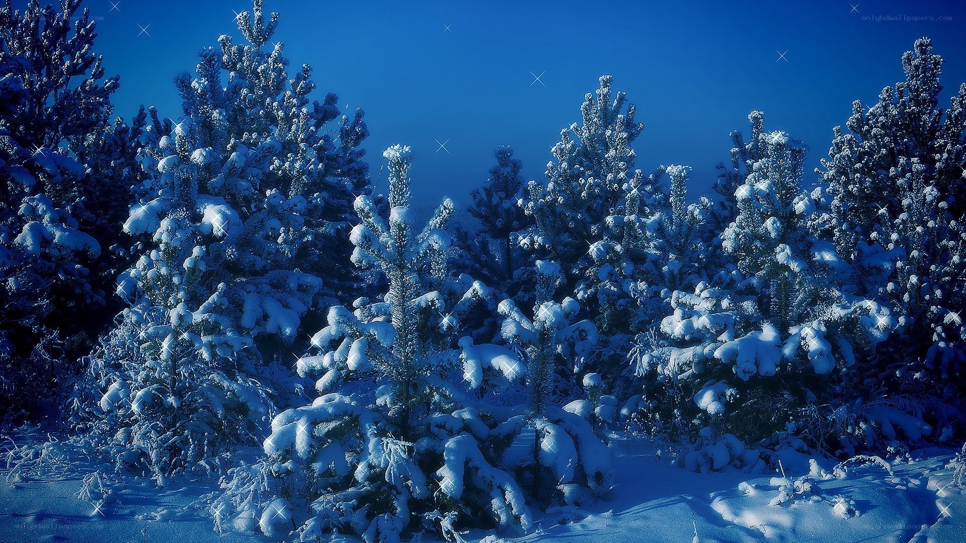 Snow-covered trees in winter