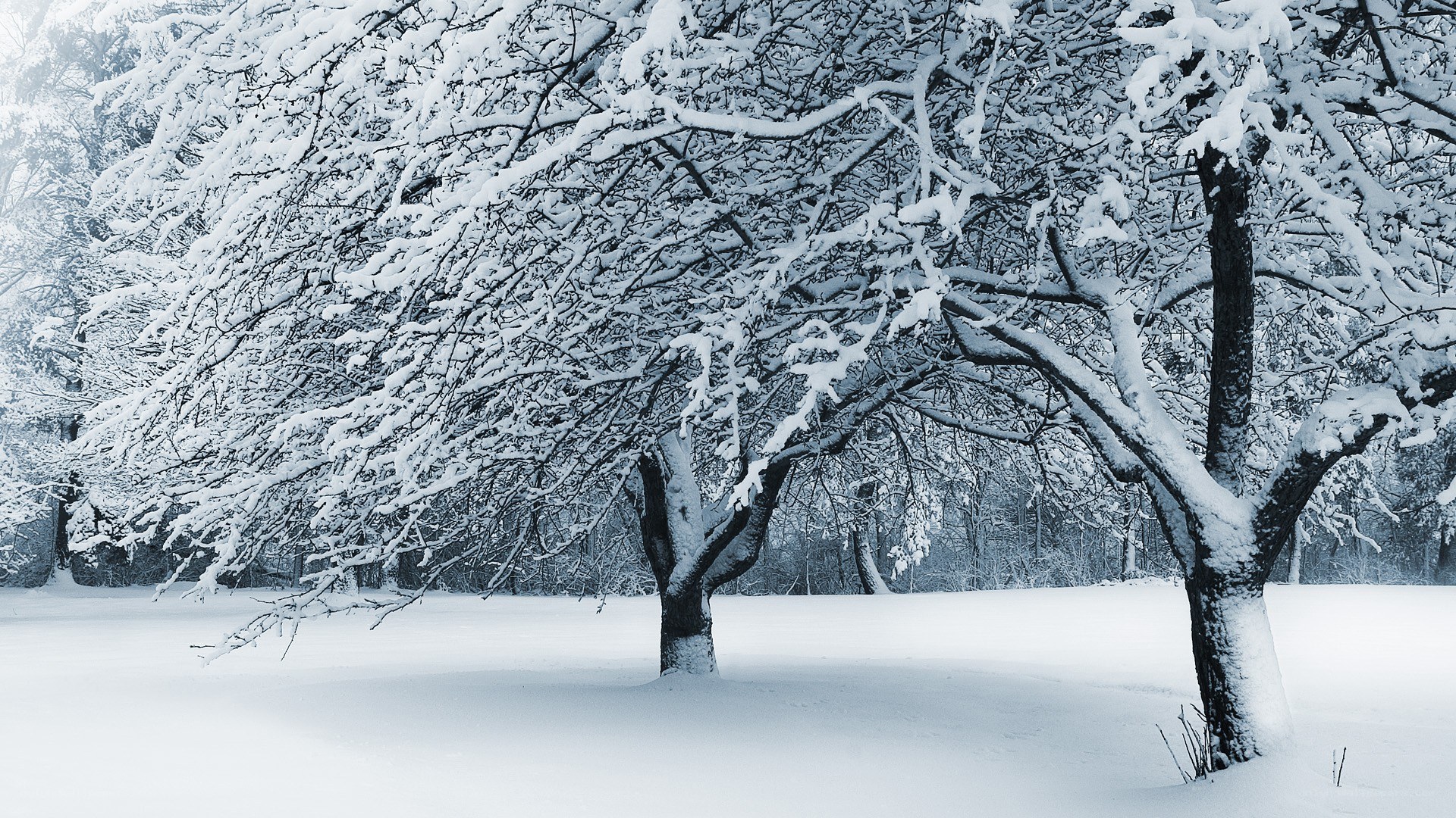Snow-covered trees in winter