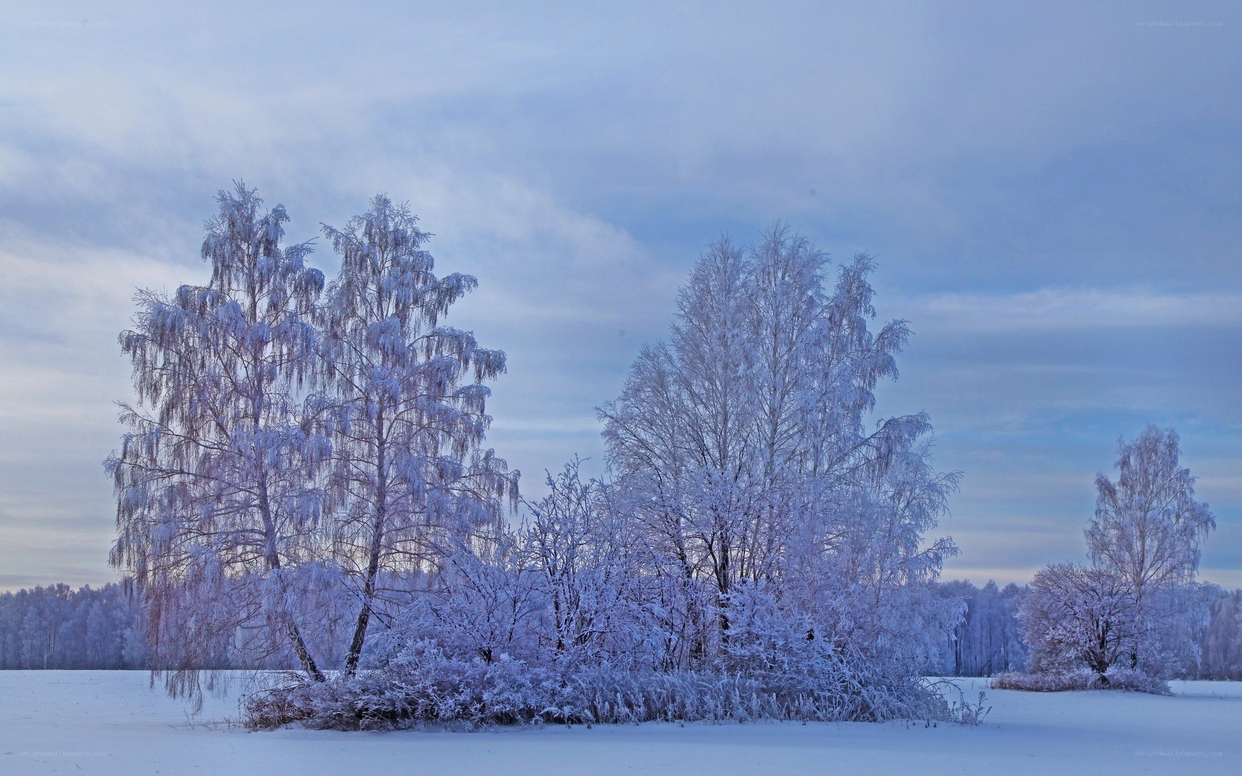 Snow-covered trees in winter
