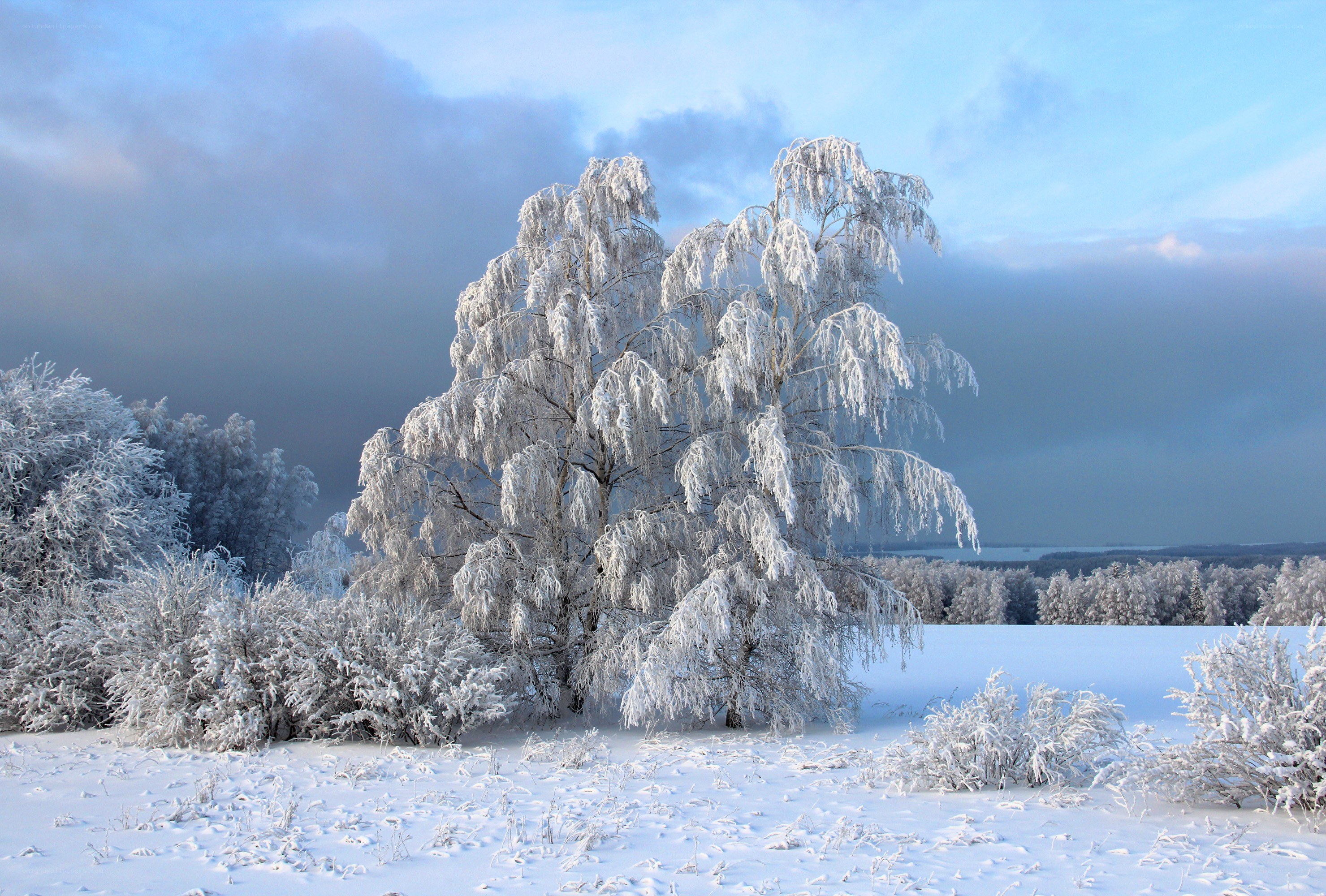 Snow-covered trees in winter