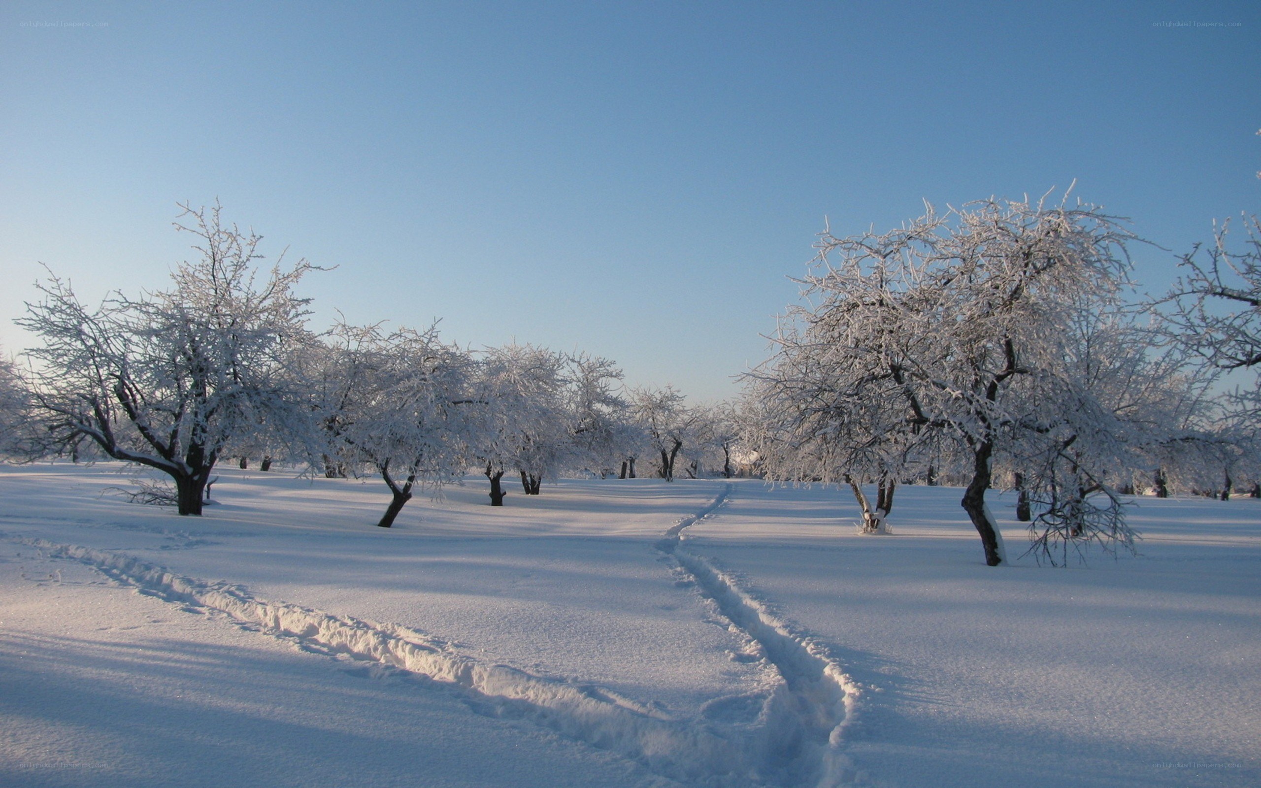 Snow-covered trees in winter