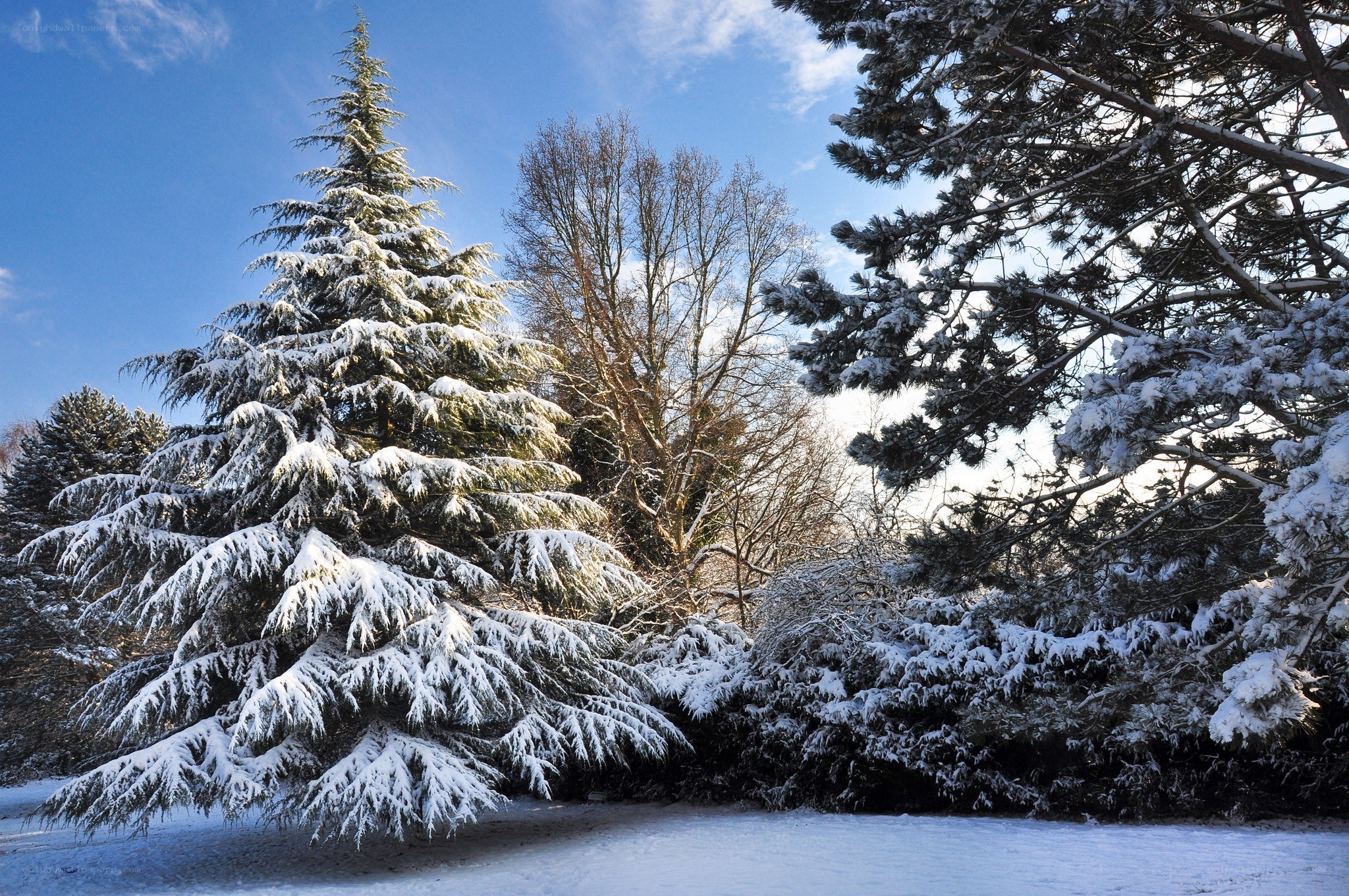 Snow-covered trees in winter