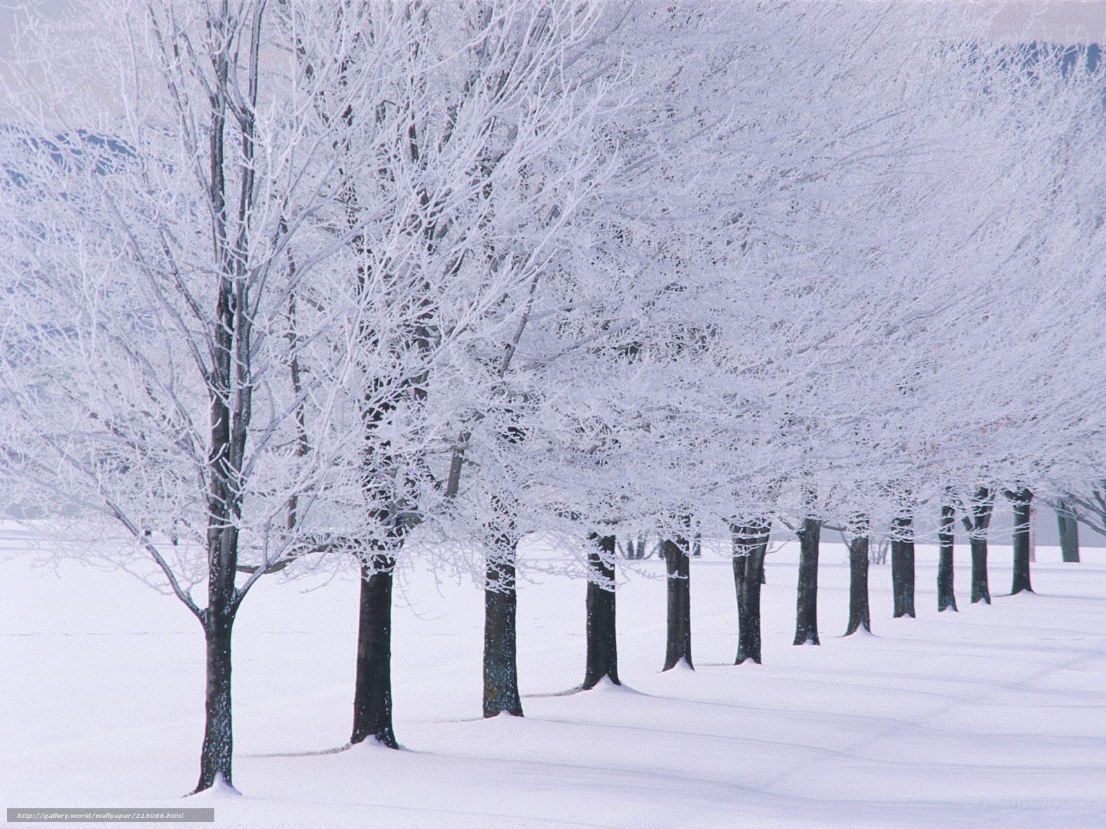 Snow-covered trees in winter
